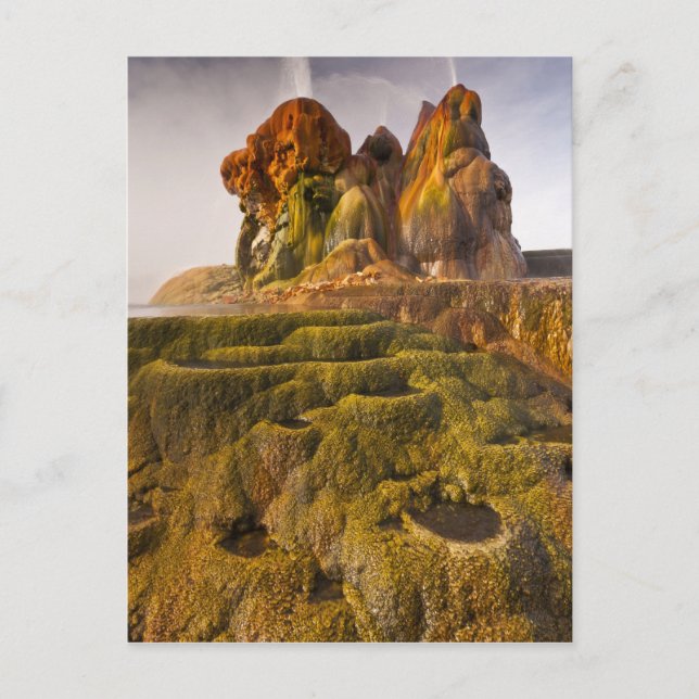 View of the Fly Geyser Postcard (Front)