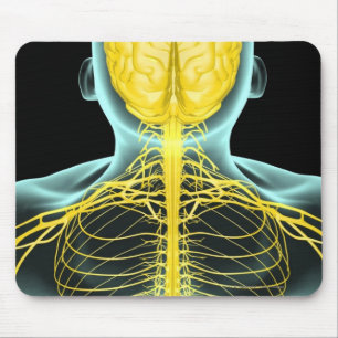 View of the nerves in the upper body from above mouse mat