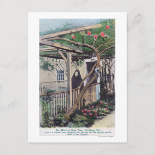 View of the Sherman Rose TreeMonterey, CA Postcard
