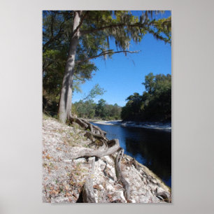 View of the Suwannee River Poster