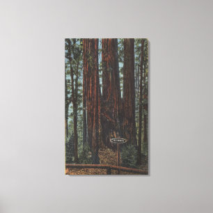 View of "Three Graces" at Big Trees Park Canvas Print