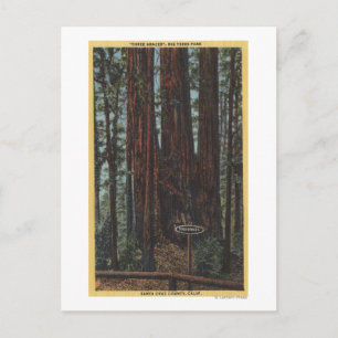 View of "Three Graces" at Big Trees Park Postcard