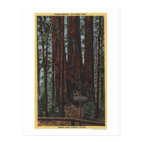 View of "Three Graces" at Big Trees Park Postcard