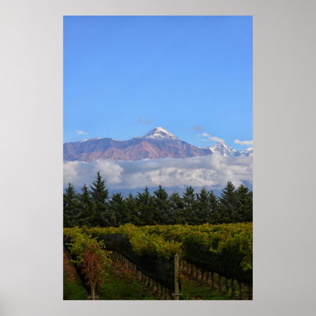 View Of Vineyard With Mountain On Background Poster (Front)