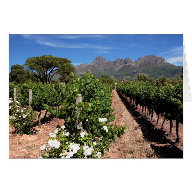View Of Vineyards. Stellenbosch (Front Horizontal)