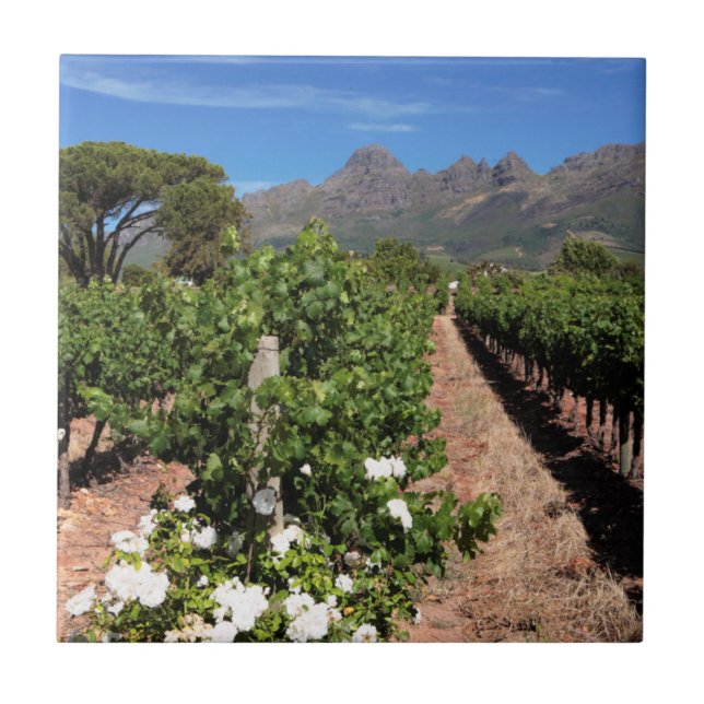 View Of Vineyards. Stellenbosch Tile (Front)