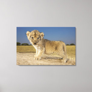 View of young lion cub (Panthera leo), looking Canvas Print