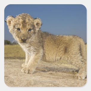 View of young lion cub (Panthera leo), looking Square Sticker
