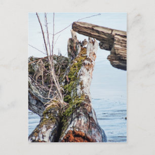 Viewing Box Postcard