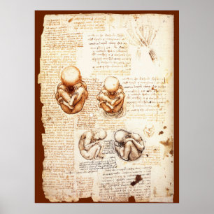 Views of a Fetus in the Womb,Ob-Gyn Medical Poster