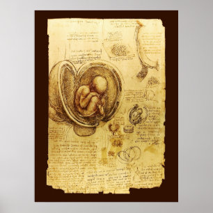 Views of a Fetus in the Womb,Ob-Gyn Medical Poster