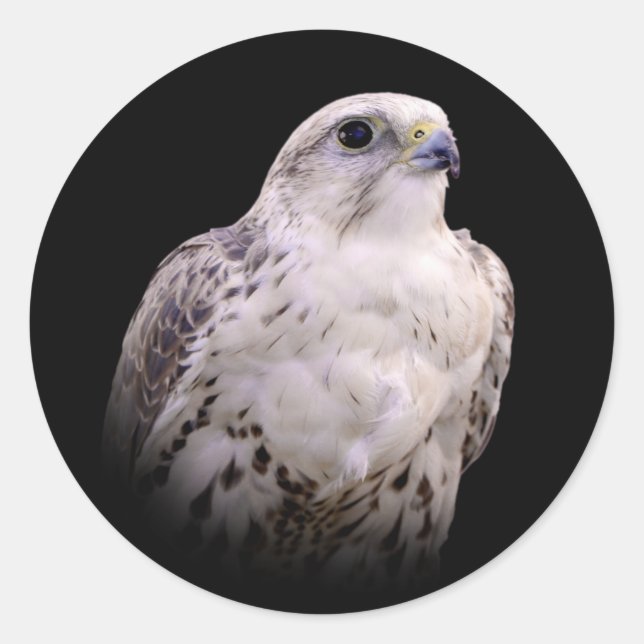 Vignetted Portrait of an Inquisitive Saker Falcon Classic Round Sticker (Front)