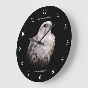 Vignetted Portrait of an Inquisitive Saker Falcon Large Clock