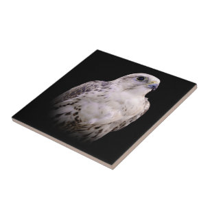 Vignetted Portrait of an Inquisitive Saker Falcon Tile