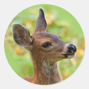 Vignetted Portrait of Smiling Blacktail Deer Fawn  Classic Round Sticker