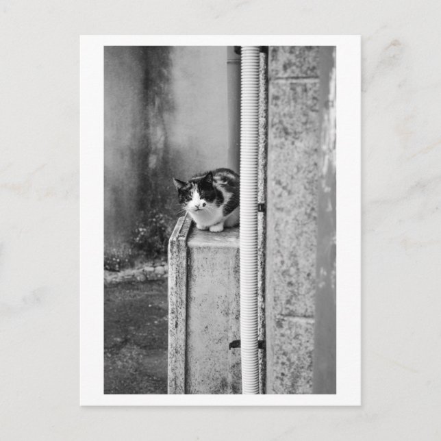 Village Cat Postcard (Front)