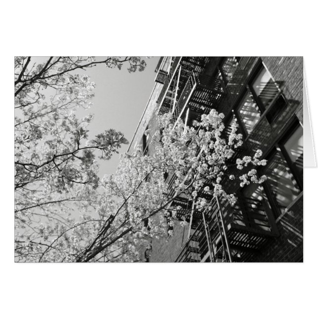 Village Cherry Blossoms (Front Horizontal)