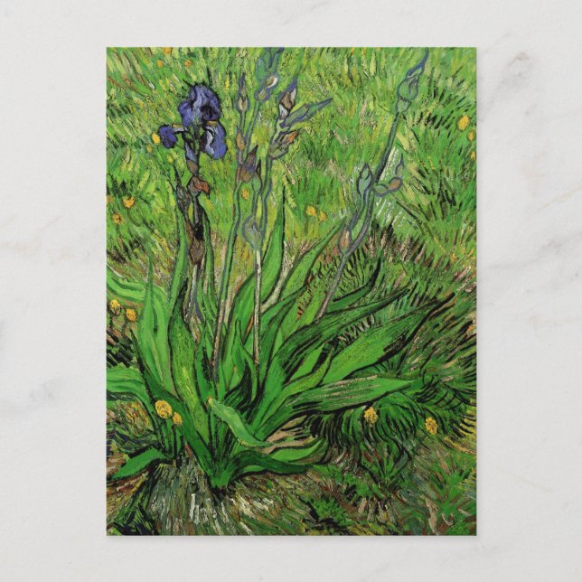 Vincent van Gogh - Iris Postcard (Front)