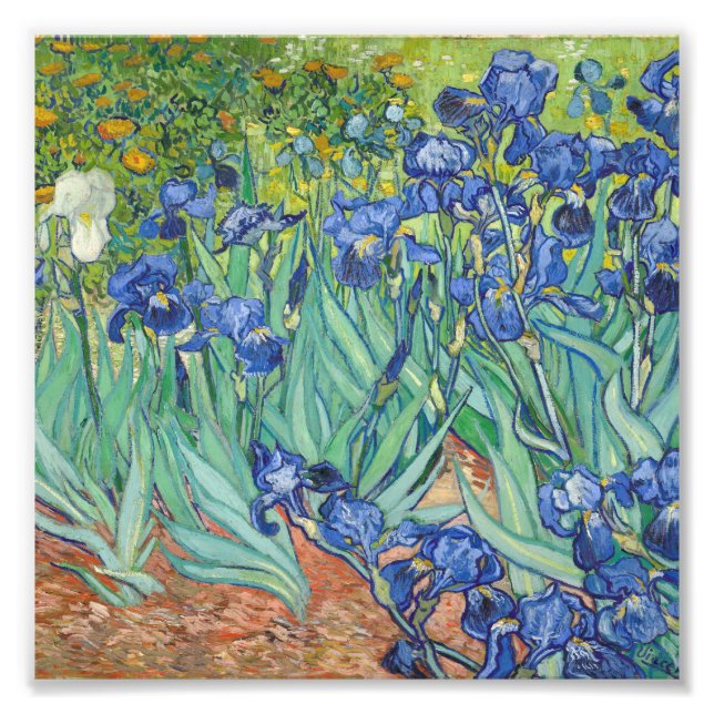 Vincent Van Gogh - Irises 1889 Photo Print (Front)