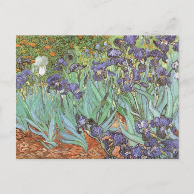 Vincent van Gogh - Irises Postcard (Front)