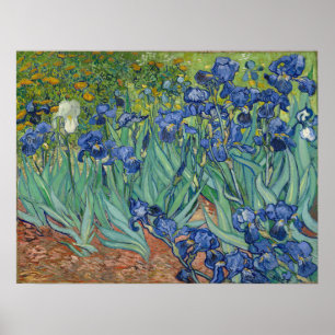 Vincent Van Gogh Irises Poster