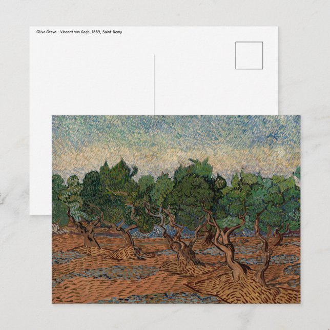 Vincent van Gogh - Olive Grove Postcard (Front/Back)