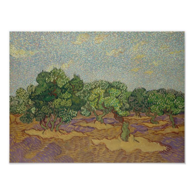 Vincent van Gogh - Olive Trees Photo Print (Front)
