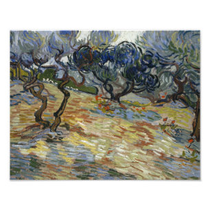 Vincent van Gogh - Olive Trees Photo Print