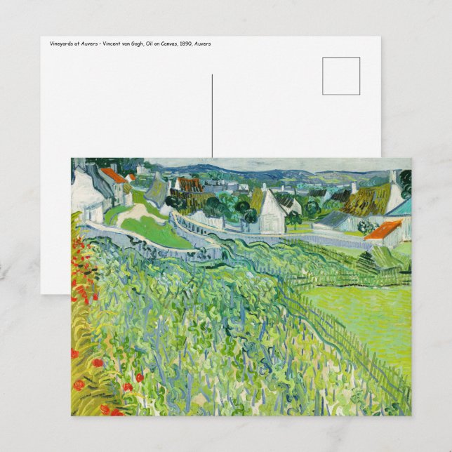 Vincent van Gogh - Vineyards at Auvers Postcard (Front/Back)