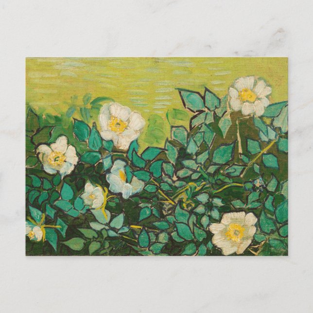 Vincent Van Gogh Wild Roses Fine Art Postcard (Front)