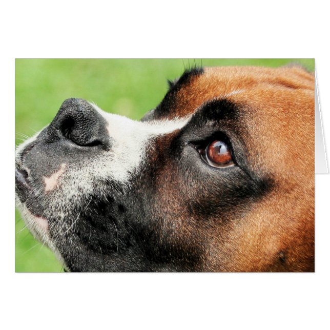 Vindy and Pups - Photo 04 (Front Horizontal)