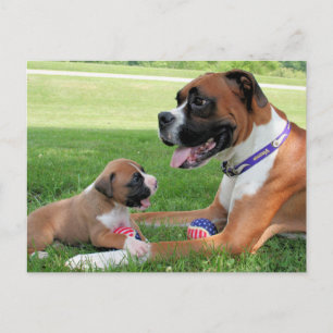 Vindy and Pups - Photo 95 Postcard