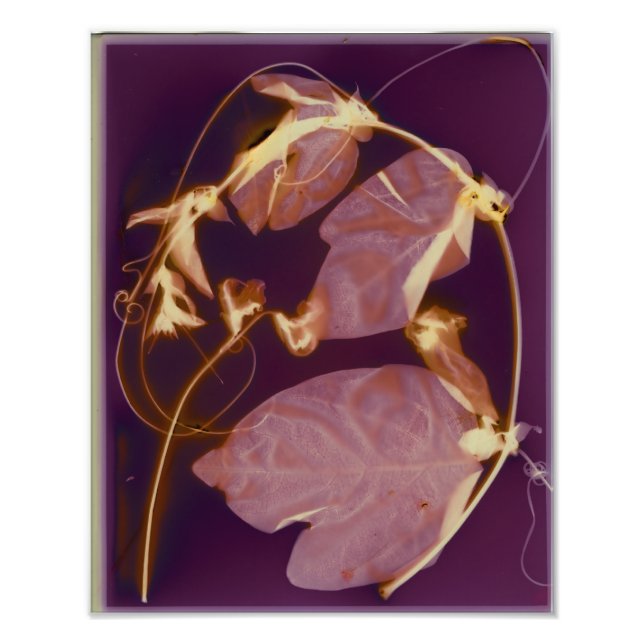 Vine Lumen print (Front)