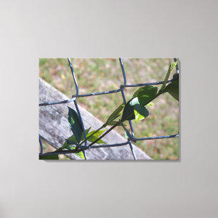 vine on a chain link fence - life finds a way canvas print