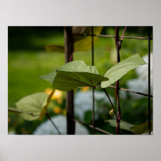 Vine on Trellis Poster