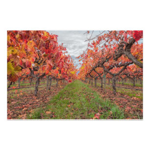 Vines in Autumn Photo Print
