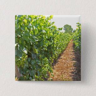 Vines trained high on wires supported by 15 cm square badge
