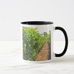Vines trained high on wires supported by mug