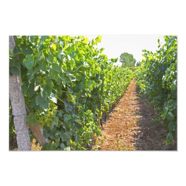 Vines trained high on wires supported by photo print (Front)