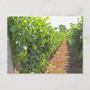 Vines trained high on wires supported by postcard