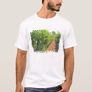 Vines trained high on wires supported by T-Shirt