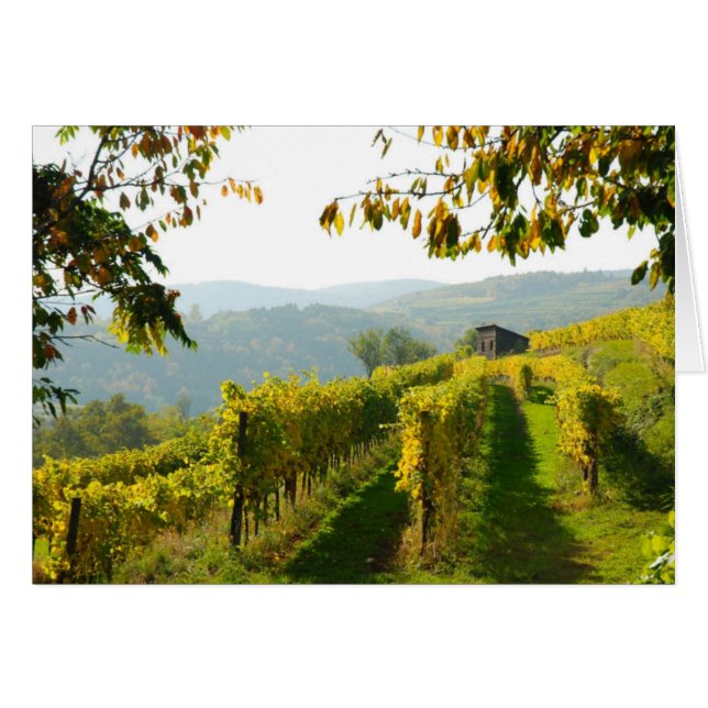 Vineyard (Front Horizontal)