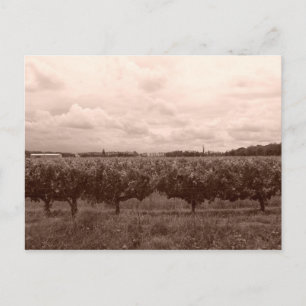Vineyard 1 postcard