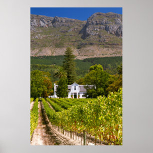 Vineyard, Cape Town, Western Cape, South Africa 2 Poster