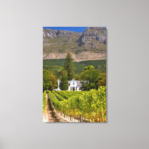 Vineyard, Cape Town, Western Cape, South Africa Canvas Print