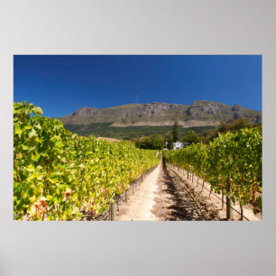 Vineyard, Cape Town, Western Cape, South Africa Poster