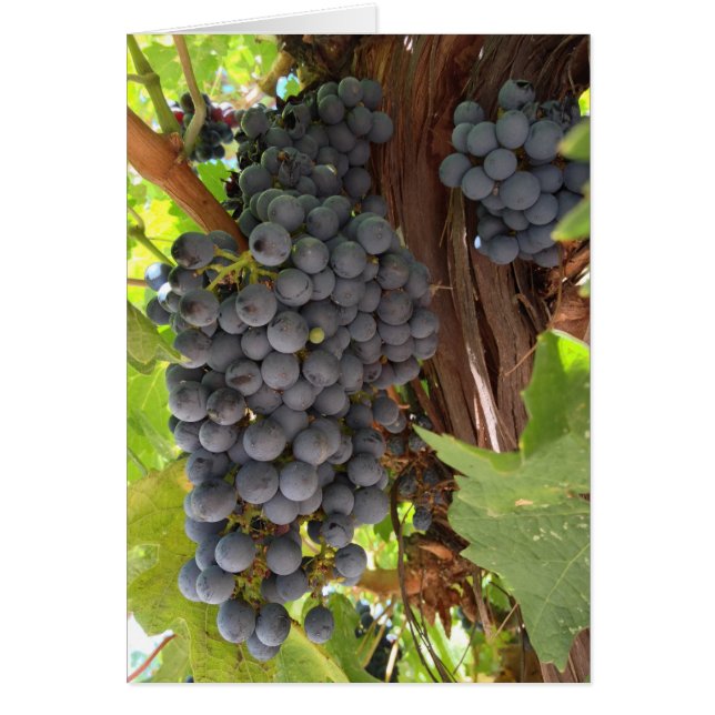 Vineyard Grapes (Front)