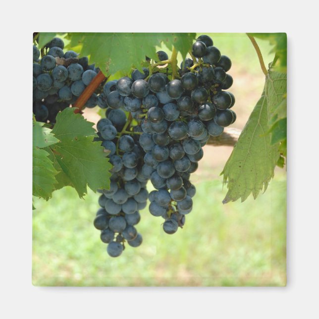 vineyard grapes magnet (Front)