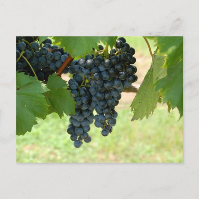 Vineyard Grapes Postcard (Front)