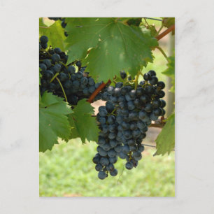 Vineyard Grapes Postcard